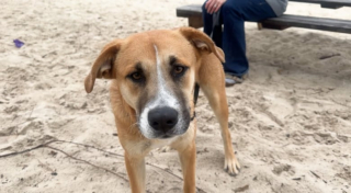 Illustration de l'article : Prise de mélancolie, elle part faire une balade durant laquelle elle va faire la rencontre d’un toutou qui va changer sa vie