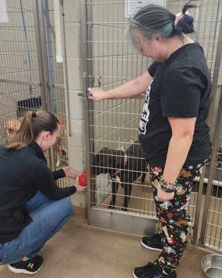 Illustration de l'article : Un généreux donateur anonyme apporte une aide considérable à un refuge et réchauffe le cœur des bénévoles et des responsables