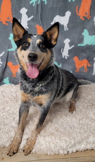 Illustration de l'article : Un généreux donateur anonyme apporte une aide considérable à un refuge et réchauffe le cœur des bénévoles et des responsables