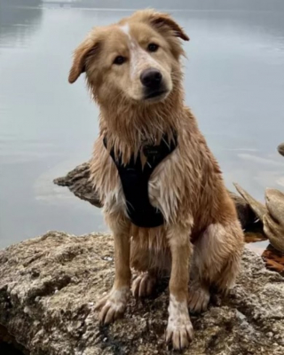 Illustration de l'article : Après avoir réalisé un test ADN sur son toutou, ce maître découvre sa formidable histoire génétique