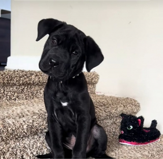 Illustration de l'article : Cette femme pensait adopter un Labrador, mais elle a été surprise en découvrant qu’il s’agissait d’une race tout à fait différente (vidéo)