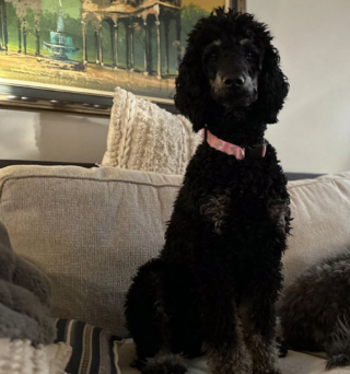 Illustration de l'article : Cette femme pensait que sa chienne était gravement malade, mais la vérité était bien différente