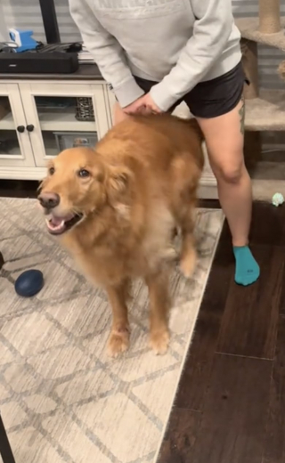 Illustration de l'article : Ce Golden Retriever a sa manière bien à lui de réclamer les câlins de ses maîtres (vidéo)