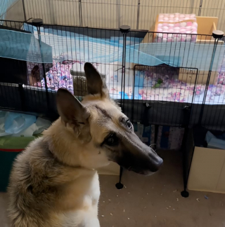 Illustration de l'article : Une femelle Berger Allemand de 14 ans se prend d’amitié pour les 2 cochons d’Inde de sa maîtresse (vidéo)