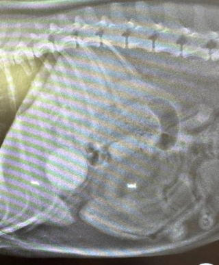 Illustration de l'article : Une agréable balade sur la plage termine par un tour aux urgences pour cette femme et sa chienne