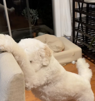 Illustration de l'article : Cet adorable Goldendoodle est passionné du jeu de cache-cache (vidéo)