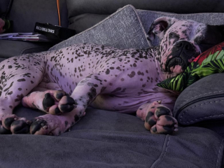 Illustration de l'article : Ce chien sans poils à cause de ses allergies trouve enfin une famille après 373 jours d’attente (vidéo)