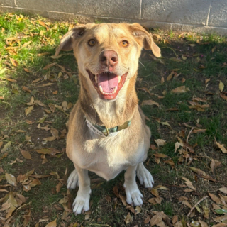 Illustration de l'article : Abandonné sur le parking d’un refuge avec un message déchirant, ce chien réussit à trouver un foyer chaleureux