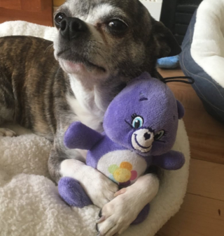 Illustration de l'article : Parcourant plus de 1.700 kilomètres pour le retrouver, cette jeune femme fait une adorable surprise à son “acolyte” de 15 ans (vidéo)