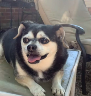 Illustration de l'article : Parcourant plus de 1.700 kilomètres pour le retrouver, cette jeune femme fait une adorable surprise à son “acolyte” de 15 ans (vidéo)