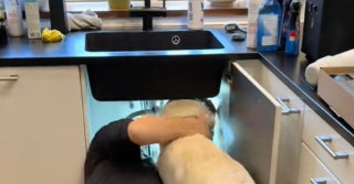 Illustration de l'article : Un plombier a le meilleur des assistants avec ce Golden Retriever consciencieux (vidéo)