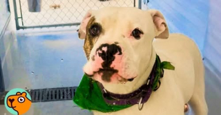 Illustration de l'article : Pensionnaire de longue date d’un refuge, ce chien passe un moment privilégié avec une bénévole et voit sa vie transformée