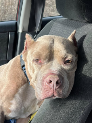 Illustration de l'article : Avec leur touchante candeur, des enfants sauvent du refuge un toutou de 13 ans dont personne ne voulait (vidéo)