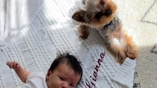 Illustration de l'article : Un Yorkshire prénommé Godzilla est le plus heureux des chiens lorsque son maître retrouve enfin le jouet qu’il avait perdu (vidéo)