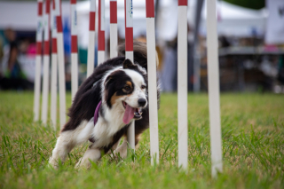 Illustration de l'article : La nouvelle édition de Canidays avec Hill’s se déroulera du 4 au 6 juillet 2025 avec encore plus d’activités et de plaisir