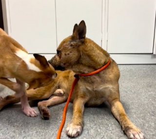 Illustration de l'article : Après avoir été séparé de sa sœur pendant près d’une semaine suite à un abandon, ce chien parcourt des kilomètres pour la retrouver (vidéo)