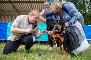 Illustration de l'article : Le programme alléchant de Canidays avec Hill’s, le rendez-vous sportif de l’été pour les chiens et leur famille