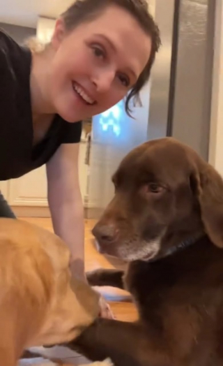 Illustration de l'article : Ce Labrador s’amusait tellement bien avec ses copains, qu’il décide de s’évader dans la voiture de leur maîtresse (vidéo)