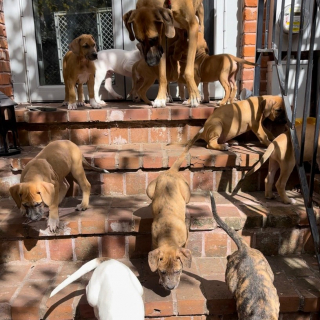 Illustration de l'article : Sauvée par des randonneurs, cette chienne affamée et affaiblie a pris soin de ses 10 chiots nés dans la forêt