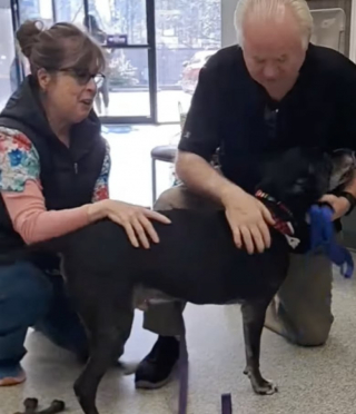 Illustration de l'article : Un homme n’hésite pas à parcourir 800 kilomètres pour adopter ce Pitbull à 3 pattes, plus ancien pensionnaire du refuge (vidéo)