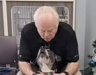 Illustration de l'article : Un homme n’hésite pas à parcourir 800 kilomètres pour adopter ce Pitbull à 3 pattes, plus ancien pensionnaire du refuge (vidéo)