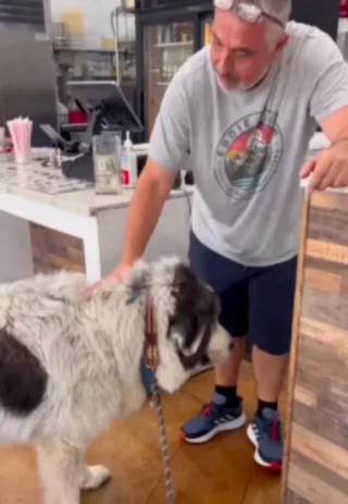 Illustration de l'article : Une profonde amitié est née entre un Patou et un restaurateur grâce à un pain au fromage (vidéo)