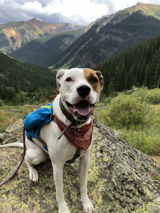 Illustration de l'article : 15 chiens heureux de randonner avec leurs humains préférés