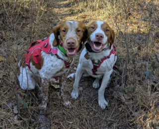 Illustration de l'article : 15 chiens heureux de randonner avec leurs humains préférés