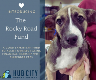 Illustration de l'article : Une conductrice Uber sauve un chiot abandonné sur le bord de la route