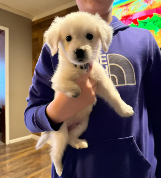 Illustration de l'article : Un chiot condamné à la naissance défie les pronostics et fait tout pour survivre