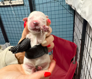 Illustration de l'article : Un chiot condamné à la naissance défie les pronostics et fait tout pour survivre