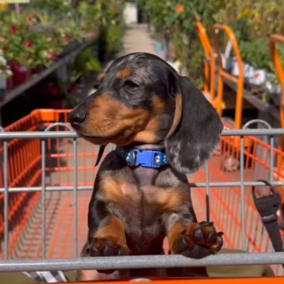 Illustration de l'article : Ce petit Teckel découvre son reflet dans le miroir et ne sait pas comment réagir (vidéo)