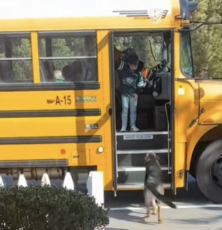Illustration de l'article : Ce Berger Allemand récupère l’enfant de la famille à la sortie du bus scolaire (vidéo)