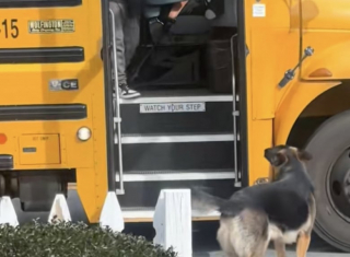 Illustration de l'article : Ce Berger Allemand récupère l’enfant de la famille à la sortie du bus scolaire (vidéo)
