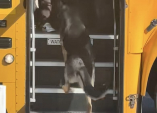 Illustration de l'article : Ce Berger Allemand récupère l’enfant de la famille à la sortie du bus scolaire (vidéo)