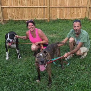 Illustration de l'article : Après avoir passé 7 ans en refuge et subi de nombreux échecs, ce chien trouve enfin son foyer pour la vie