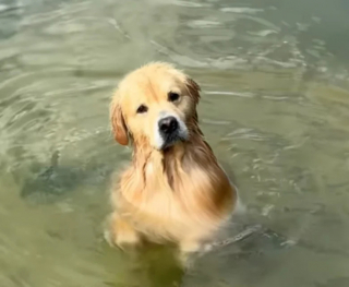 Illustration de l'article : Ce Golden Retriever impressionne ses humains par ses talents de pêcheur (vidéo)