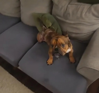 Illustration de l'article : Ce chien de refuge adopté est ravi d’avoir enfin un canapé où s’allonger (vidéo)