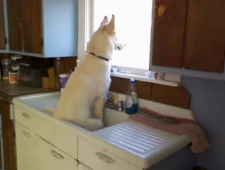 Illustration de l'article : 12 photos de chiens spécialistes des postures loufoques