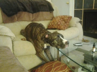 Illustration de l'article : 12 photos de chiens spécialistes des postures loufoques