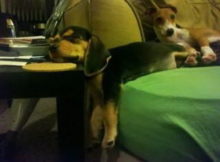 Illustration de l'article : 12 photos de chiens spécialistes des postures loufoques