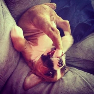 Illustration de l'article : 12 photos de chiens spécialistes des postures loufoques