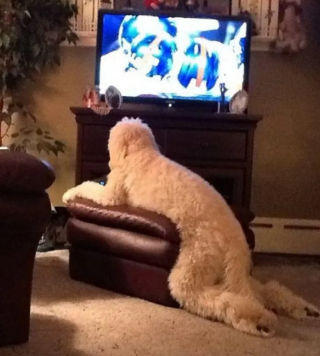 Illustration de l'article : 12 photos de chiens spécialistes des postures loufoques