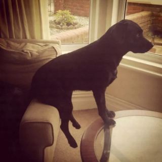 Illustration de l'article : 12 photos de chiens spécialistes des postures loufoques