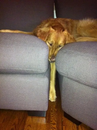 Illustration de l'article : 12 photos de chiens spécialistes des postures loufoques