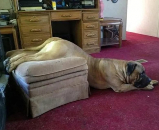 Illustration de l'article : 12 photos de chiens spécialistes des postures loufoques