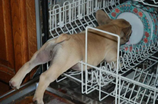 Illustration de l'article : 12 photos de chiens spécialistes des postures loufoques