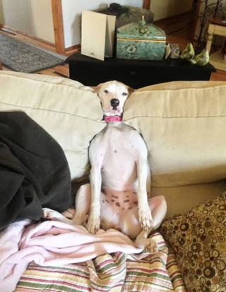 Illustration de l'article : 12 photos de chiens spécialistes des postures loufoques