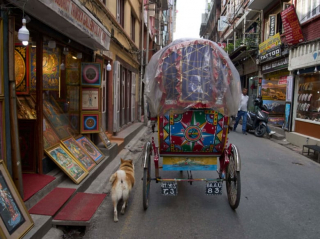 Illustration de l'article : Un conducteur de pousse-pousse et son chien deviennent des célébrités locales