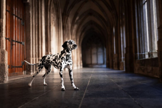 Illustration de l'article : 20 photos de chiens splendides prises par une photographe professionnelle